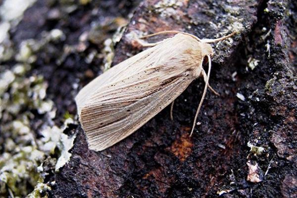 Smoky Wainscot (Mythimna impura), adult. Copyright Keith Dover. Smoky Wainscot (Mythimna impura), adult. Copyright Keith Dover.