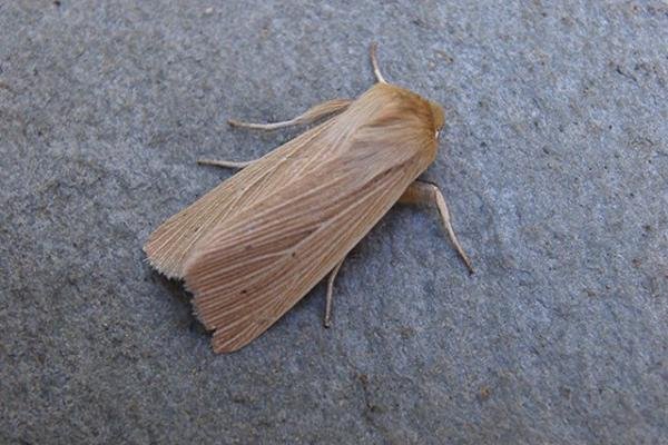 Common Wainscot (Mythimna pallens), adult. Copyright Keith Dover. Common Wainscot (Mythimna pallens), adult. Copyright Keith Dover.