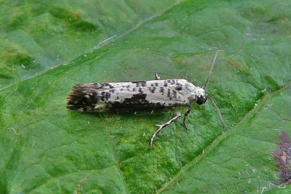 Ash Bud Moth (Prays fraxinella), adult. 26-06-2009. Copyright Keith Dover.