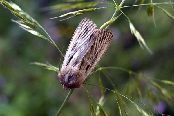 Shoulder-striped Wainscot (Leucania comma), adult. Taken outside Durham. Copyright Keith Dover. Shoulder-striped Wainscot (Leucania comma), adult. Taken outside Durham. Copyright Keith Dover.