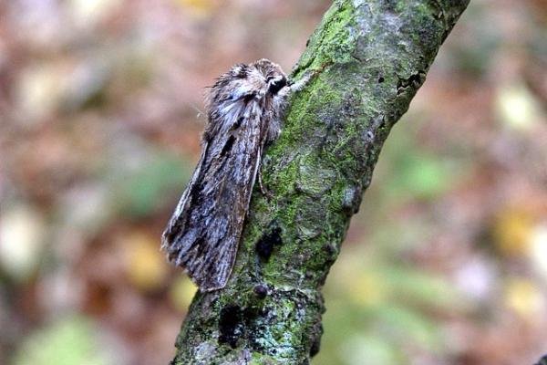 Sprawler (Asteroscopus sphinx), adult. Taken outside Durham. Copyright Keith Dover. Sprawler (Asteroscopus sphinx), adult. Taken outside Durham. Copyright Keith Dover.