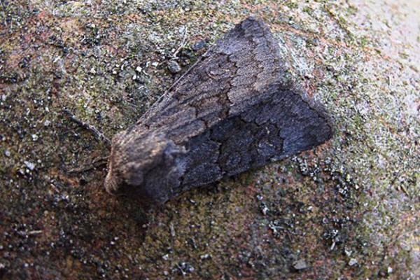 Northern Deep-brown Dart (Aporophyla lueneburgensis), adult. Copyright Keith Dover. Northern Deep-brown Dart (Aporophyla lueneburgensis), adult. Copyright Keith Dover.