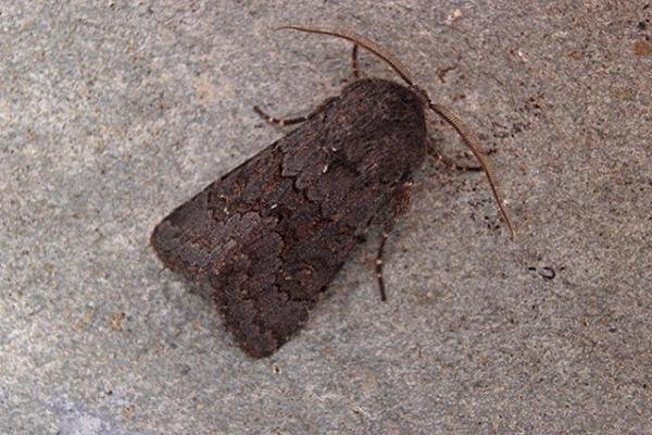 Northern Deep-brown Dart (Aporophyla lueneburgensis), adult. Copyright Keith Dover. Northern Deep-brown Dart (Aporophyla lueneburgensis), adult. Copyright Keith Dover.