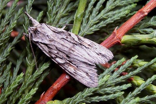 Blair's Shoulder-knot (Lithophane leautieri), adult. Taken outside Durham. Copyright Keith Dover. Blair's Shoulder-knot (Lithophane leautieri), adult. Taken outside Durham. Copyright Keith Dover.