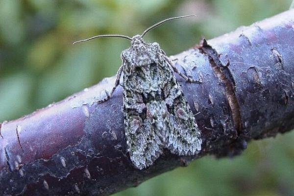 Brindled Green (Dryobotodes eremita), adult. Copyright Keith Dover. Brindled Green (Dryobotodes eremita), adult. Copyright Keith Dover.