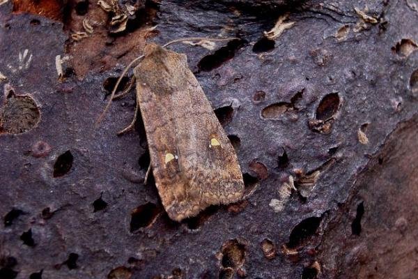 Satellite (Eupsilia transversa), adult. Copyright Keith Dover. Satellite (Eupsilia transversa), adult. Copyright Keith Dover.