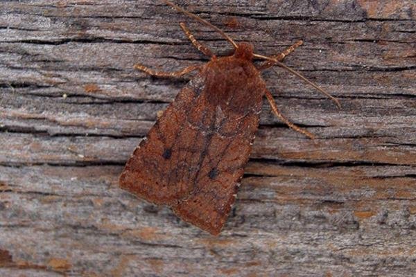 Dark Chestnut (Conistra ligula), adult. Copyright Keith Dover. Dark Chestnut (Conistra ligula), adult. Copyright Keith Dover.