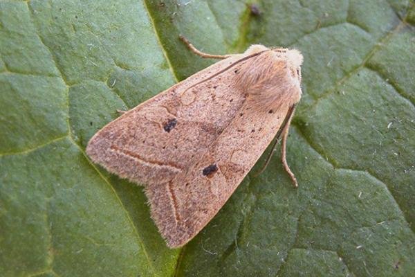 Yellow-line Quaker (Leptologia macilenta), adult. Copyright Keith Dover. Yellow-line Quaker (Leptologia macilenta), adult. Copyright Keith Dover.