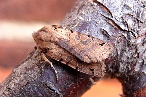 Brown-spot Pinion (Anchoscelis litura), adult. Copyright Keith Dover. Brown-spot Pinion (Anchoscelis litura), adult. Copyright Keith Dover.