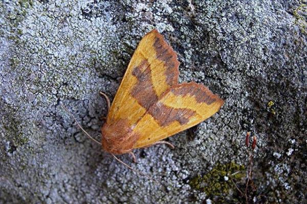 Centre-barred Sallow (Atethmia centrago), adult. Taken outside Durham. Copyright Keith Dover. Centre-barred Sallow (Atethmia centrago), adult. Taken outside Durham. Copyright Keith Dover.