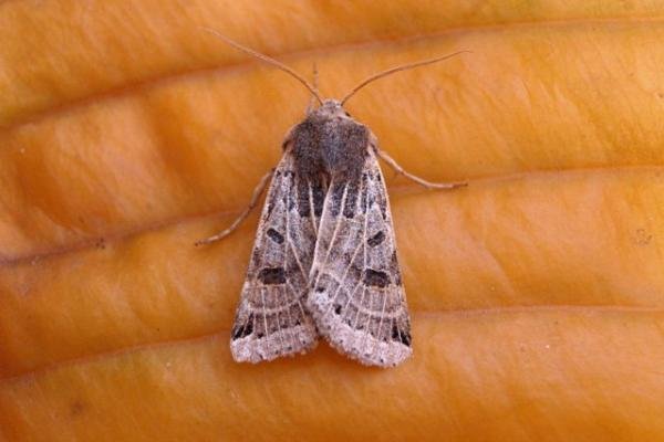 Lunar Underwing (Anchoscelis lunosa), adult. Copyright Keith Dover. Lunar Underwing (Anchoscelis lunosa), adult. Copyright Keith Dover.