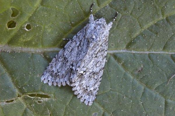 Sycamore (Acronicta aceris), adult. 19-06-2004. Copyright Keith Dover. Sycamore (Acronicta aceris), adult. 19-06-2004. Copyright Keith Dover.