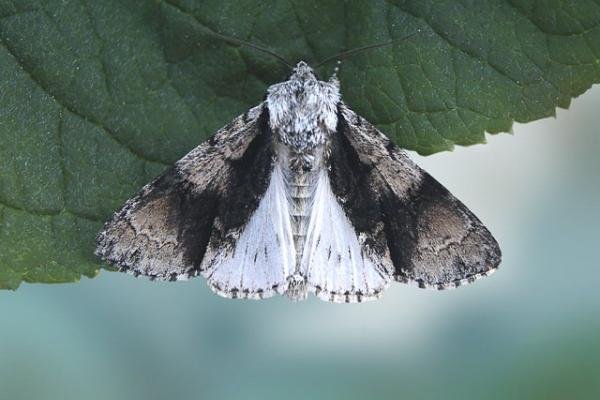 Alder Moth (Acronicta alni), adult. Chester-le-Street, 12-06-2006. Copyright Keith Dover. Alder Moth (Acronicta alni), adult. Chester-le-Street, 12-06-2006. Copyright Keith Dover.