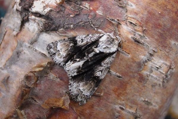 Alder Moth (Acronicta alni), adult. Chester-le-Street, 12-06-2006. Copyright Keith Dover. Alder Moth (Acronicta alni), adult. Chester-le-Street, 12-06-2006. Copyright Keith Dover.