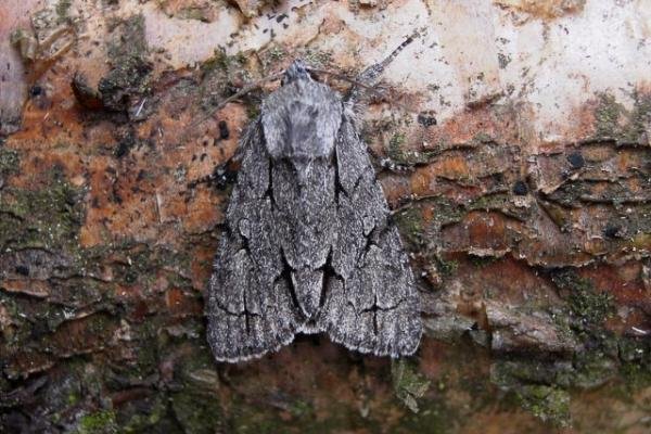 Grey Dagger (Acronicta psi), adult. Taken outside Durham. Copyright Keith Dover. Grey Dagger (Acronicta psi), adult. Taken outside Durham. Copyright Keith Dover.