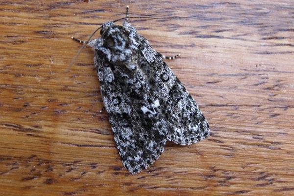 Knot Grass (Acronicta rumicis), adult. Taken outside Durham. Copyright Keith Dover. Knot Grass (Acronicta rumicis), adult. Taken outside Durham. Copyright Keith Dover.