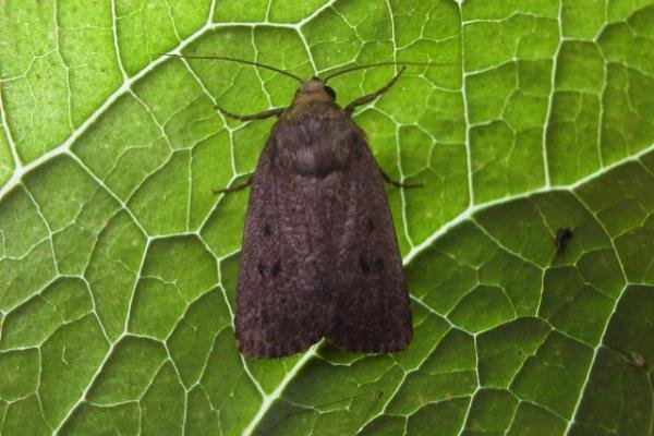 Mouse Moth (Amphipyra tragopoginis), adult. Copyright Keith Dover. Mouse Moth (Amphipyra tragopoginis), adult. Copyright Keith Dover.
