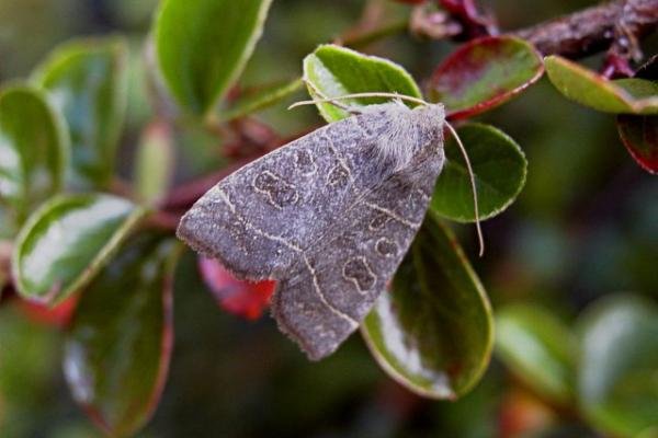 Olive (Ipimorpha subtusa), adult. Copyright Keith Dover. Olive (Ipimorpha subtusa), adult. Copyright Keith Dover.