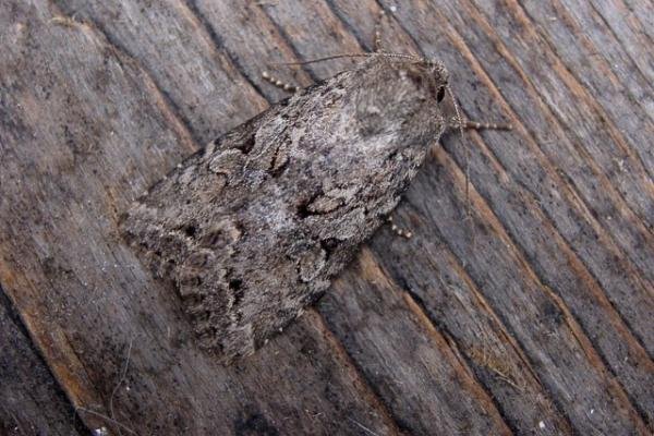 Dingy Shears (Fissipunctia ypsillon), adult. Copyright Keith Dover. Dingy Shears (Fissipunctia ypsillon), adult. Copyright Keith Dover.