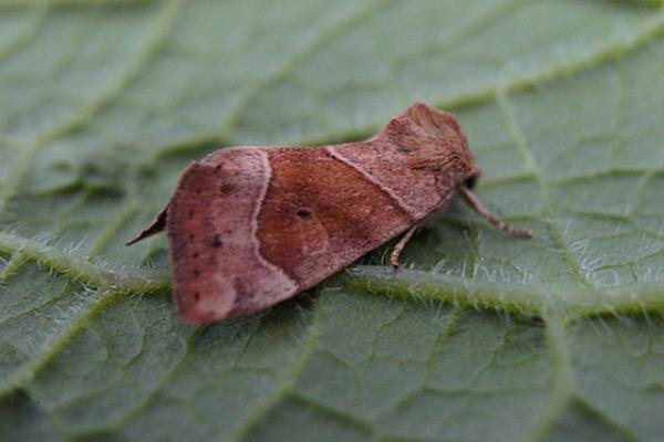 Dun-bar (Cosmia trapezina), adult. Copyright Keith Dover. Dun-bar (Cosmia trapezina), adult. Copyright Keith Dover.