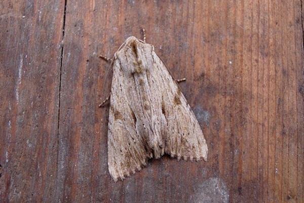 Light Arches (Apamea lithoxylaea), adult. Copyright Keith Dover. Light Arches (Apamea lithoxylaea), adult. Copyright Keith Dover.