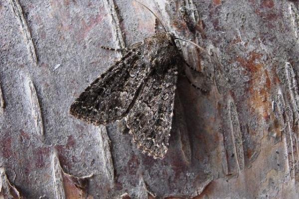 Confused (Apamea furva), adult. Copyright Keith Dover. Confused (Apamea furva), adult. Copyright Keith Dover.