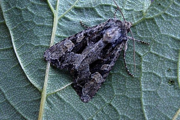 Dusky Brocade (Apamea remissa), adult Copyright Keith Dover.