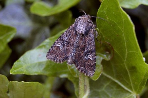 Small Clouded Brindle (Apamea unanimis), adult. Taken outside Durham. Copyright Keith Dover. Small Clouded Brindle (Apamea unanimis), adult. Taken outside Durham. Copyright Keith Dover.