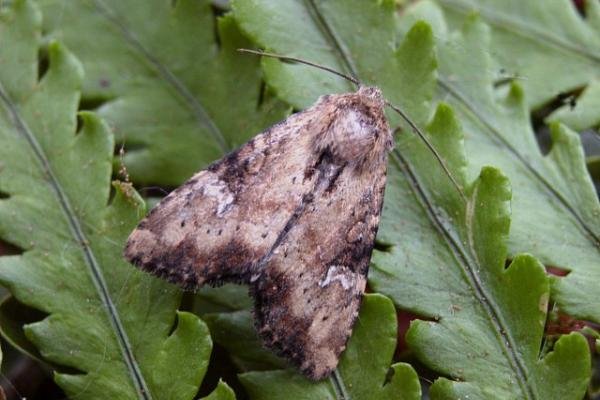 Slender Brindle (Apamea scolopacina), adult. Copyright Keith Dover. Slender Brindle (Apamea scolopacina), adult. Copyright Keith Dover.
