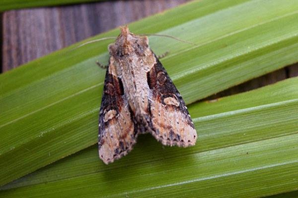 Double Lobed (Lateroligia ophiogramma), adult. Copyright Keith Dover. Double Lobed (Lateroligia ophiogramma), adult. Copyright Keith Dover.