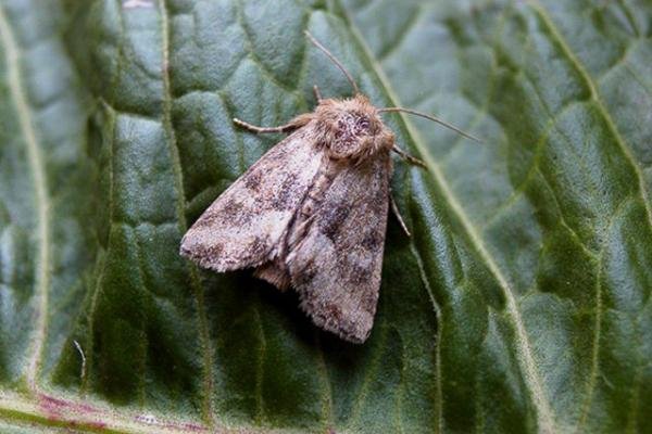 Middle-barred Minor (Oligia fasciuncula), adult. Copyright Keith Dover. Middle-barred Minor (Oligia fasciuncula), adult. Copyright Keith Dover.