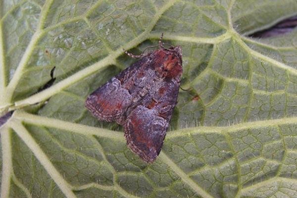 Rosy Minor (Litoligia literosa), adult. Copyright Keith Dover. Rosy Minor (Litoligia literosa), adult. Copyright Keith Dover.