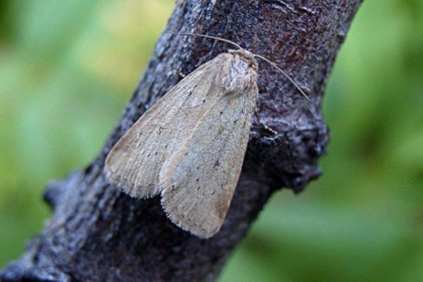 Small Dotted Buff (Photedes minima), adult. Chester-le-Street, 09-07-2003. Copyright Keith Dover. Small Dotted Buff (Photedes minima), adult. Chester-le-Street, 09-07-2003. Copyright Keith Dover.