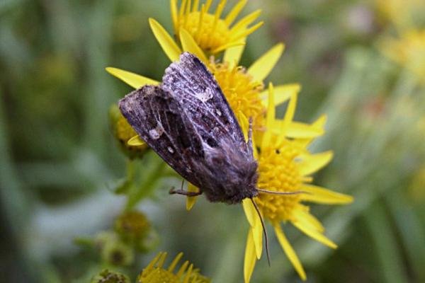 Haworth's Minor (Celaena haworthii), adult. Copyright Keith Dover. Haworth's Minor (Celaena haworthii), adult. Copyright Keith Dover.
