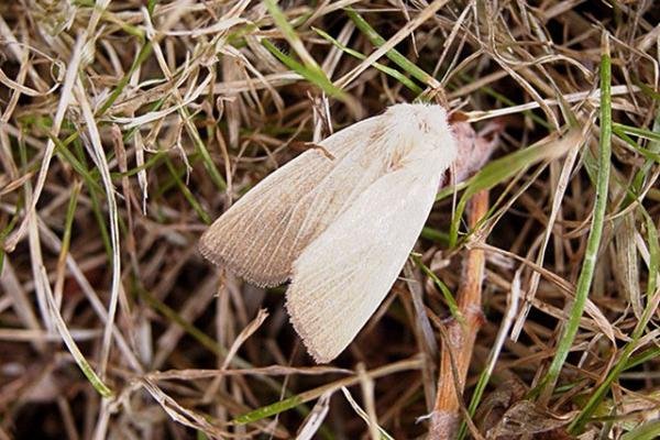 Fen Wainscot (Arenostola phragmitidis), adult. Taken outside Durham, 26-07-2006. Copyright Keith Dover. Fen Wainscot (Arenostola phragmitidis), adult. Taken outside Durham, 26-07-2006. Copyright Keith Dover.