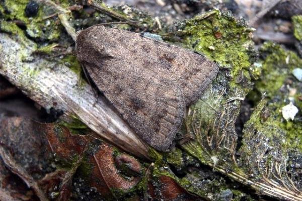 Mottled Rustic (Caradrina morpheus), adult. Taken outside Durham. Copyright Keith Dover. Mottled Rustic (Caradrina morpheus), adult. Taken outside Durham. Copyright Keith Dover.