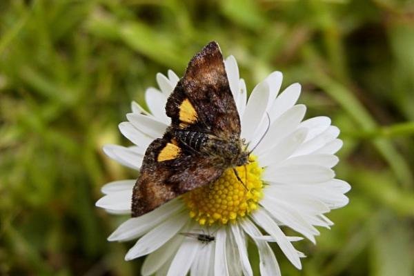 Small Yellow Underwing (Panemeria tenebrata), adult. Wingate Quarry. Copyright Keith Dover. Small Yellow Underwing (Panemeria tenebrata), adult. Wingate Quarry. Copyright Keith Dover.