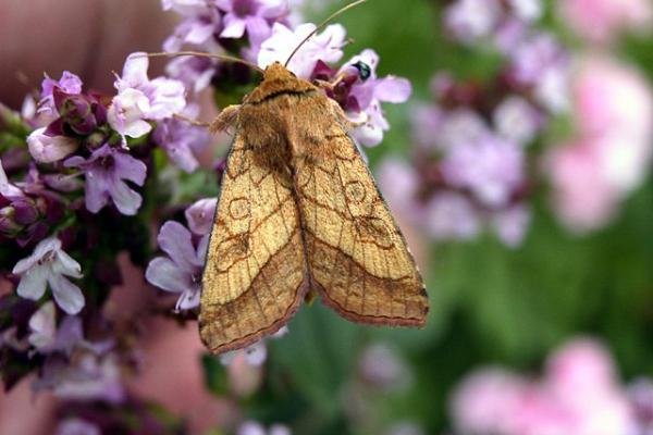 Bordered Sallow (Pyrrhia umbra), adult. Chester-le-Street, 23-07-2005. Copyright Keith Dover. Bordered Sallow (Pyrrhia umbra), adult. Chester-le-Street, 23-07-2005. Copyright Keith Dover.