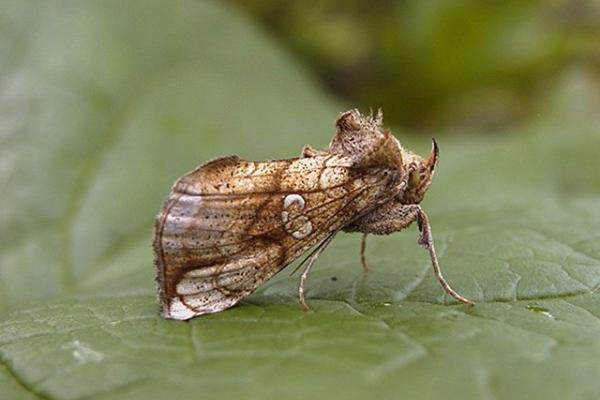 Golden Plusia (Polychrysia moneta), adult. Taken outside Durham. Copyright Keith Dover. Golden Plusia (Polychrysia moneta), adult. Taken outside Durham. Copyright Keith Dover.