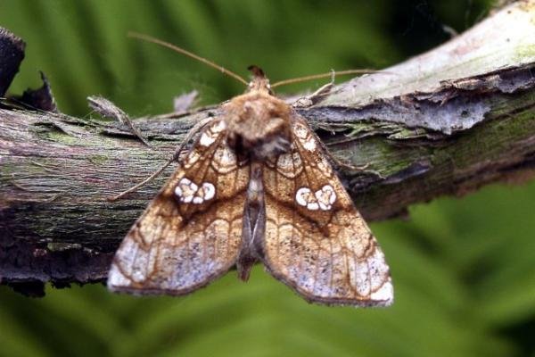 Golden Plusia (Polychrysia moneta), adult. Chester-le-Street, 07-07-2004. Copyright Keith Dover.