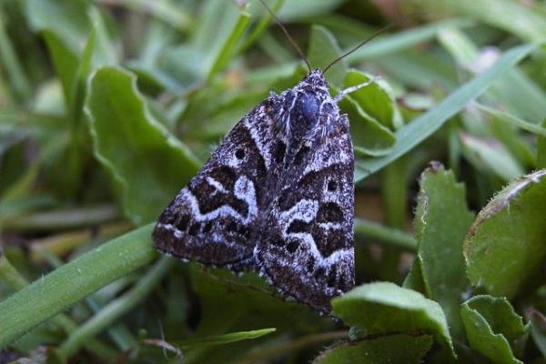 Mother Shipton (Callistege mi), adult. Taken outside Durham. Copyright Keith Dover. Mother Shipton (Callistege mi), adult. Taken outside Durham. Copyright Keith Dover.
