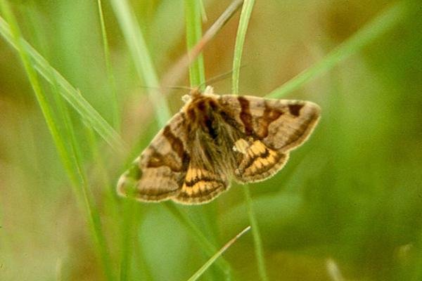 Burnet Companion (Euclidia glyphica), adult. Copyright Keith Dover. Burnet Companion (Euclidia glyphica), adult. Copyright Keith Dover.