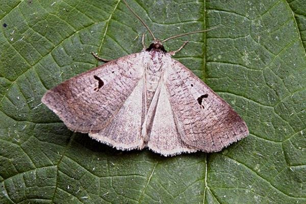 Blackneck (Lygephila pastinum), adult. Copyright Keith Dover. Blackneck (Lygephila pastinum), adult. Copyright Keith Dover.