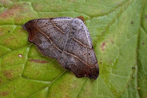 Beautiful Hook-tip (Laspeyria flexula), adult. Copyright Keith Dover. Beautiful Hook-tip (Laspeyria flexula), adult. Copyright Keith Dover.