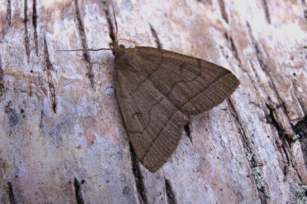 Fan-foot (Herminia tarsipennalis), adult. Copyright Keith Dover. Fan-foot (Herminia tarsipennalis), adult. Copyright Keith Dover.