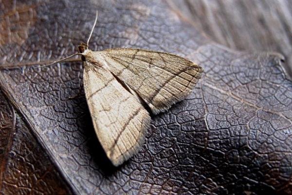 Small Fan-foot (Herminia grisealis), adult. Copyright Keith Dover. Small Fan-foot (Herminia grisealis), adult. Copyright Keith Dover.