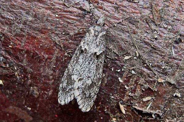 Diurnea fagella, adult. 12-03-2007. Copyright Keith Dover.