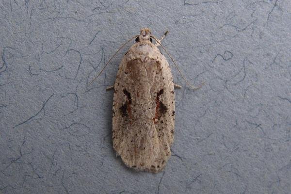 Agonopterix ocellana, adult. Taken outside Durham, 12-03-2007. Copyright Keith Dover. Agonopterix ocellana, adult. Taken outside Durham, 12-03-2007. Copyright Keith Dover.