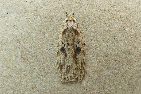 Agonopterix arenella, adult. Taken outside Durham, 05-09-2010. Copyright Keith Dover. Agonopterix arenella, adult. Taken outside Durham, 05-09-2010. Copyright Keith Dover.