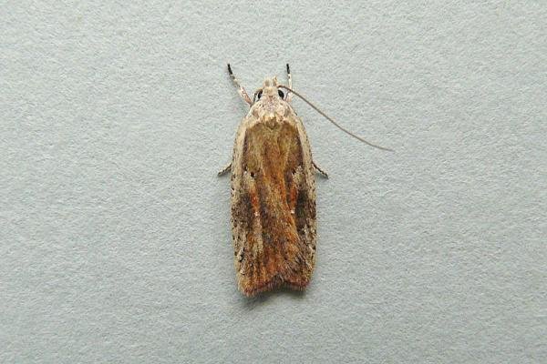 Agonopterix nervosa, adult. Chester-le-Street, 09-08-2013. Copyright Keith Dover.